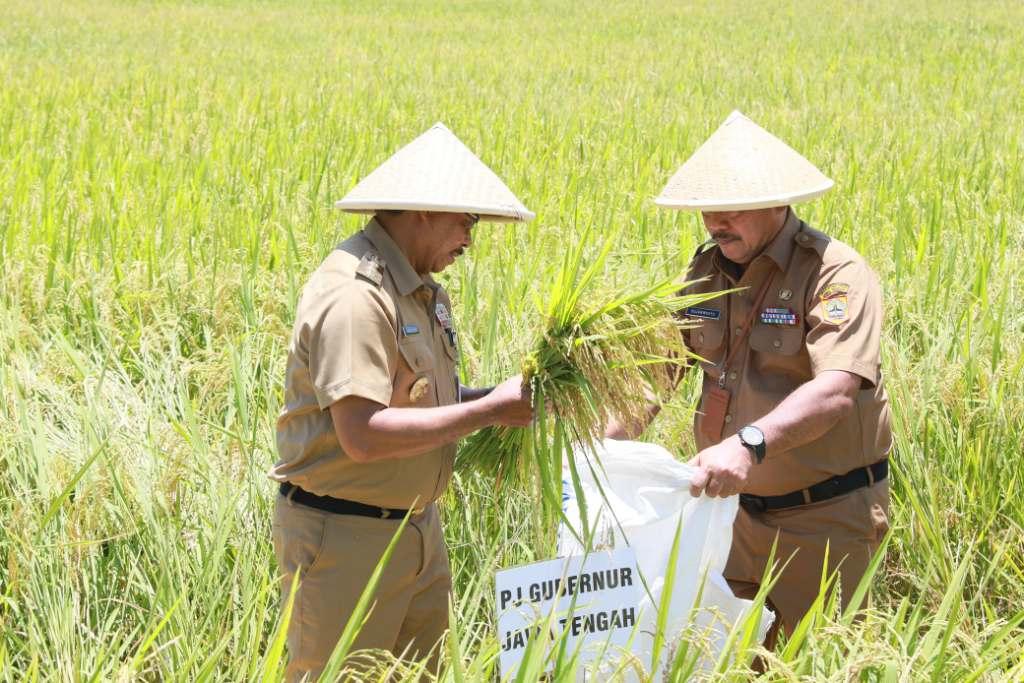 pj-gubernur-jateng-nana-panen-padi-bersama-di-purworejo.jpg
