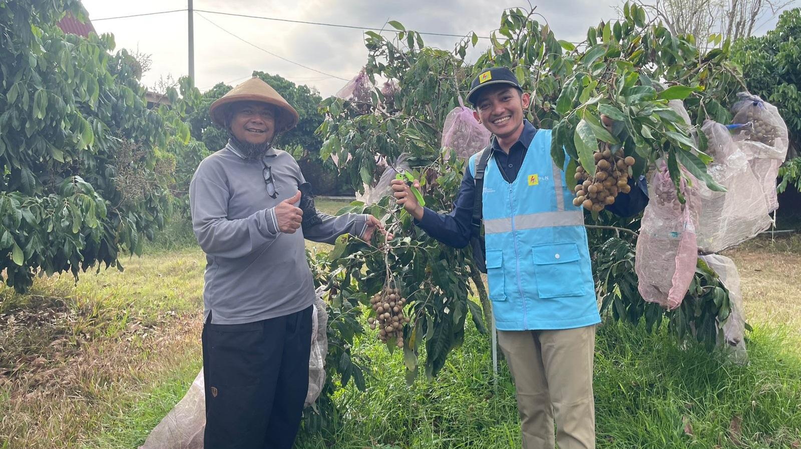 PLN Dukung Petani Kelengkeng Kebumen Melalui Program Electrifying Agriculture
