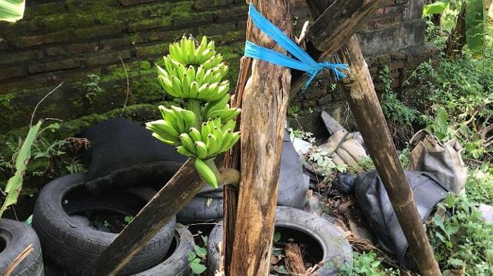 Aneh! Tandan Pisang Milik Warga Mranak Demak Muncul dari Tengah Batang Pohon, Tumbuh ke Atas