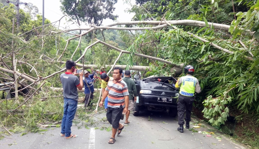 BPBD Kota Semarang Kewalahan, Dua Hari Ada Puluhan Pohon Tumbang, Efek Hujan Disertai Angin Kencang