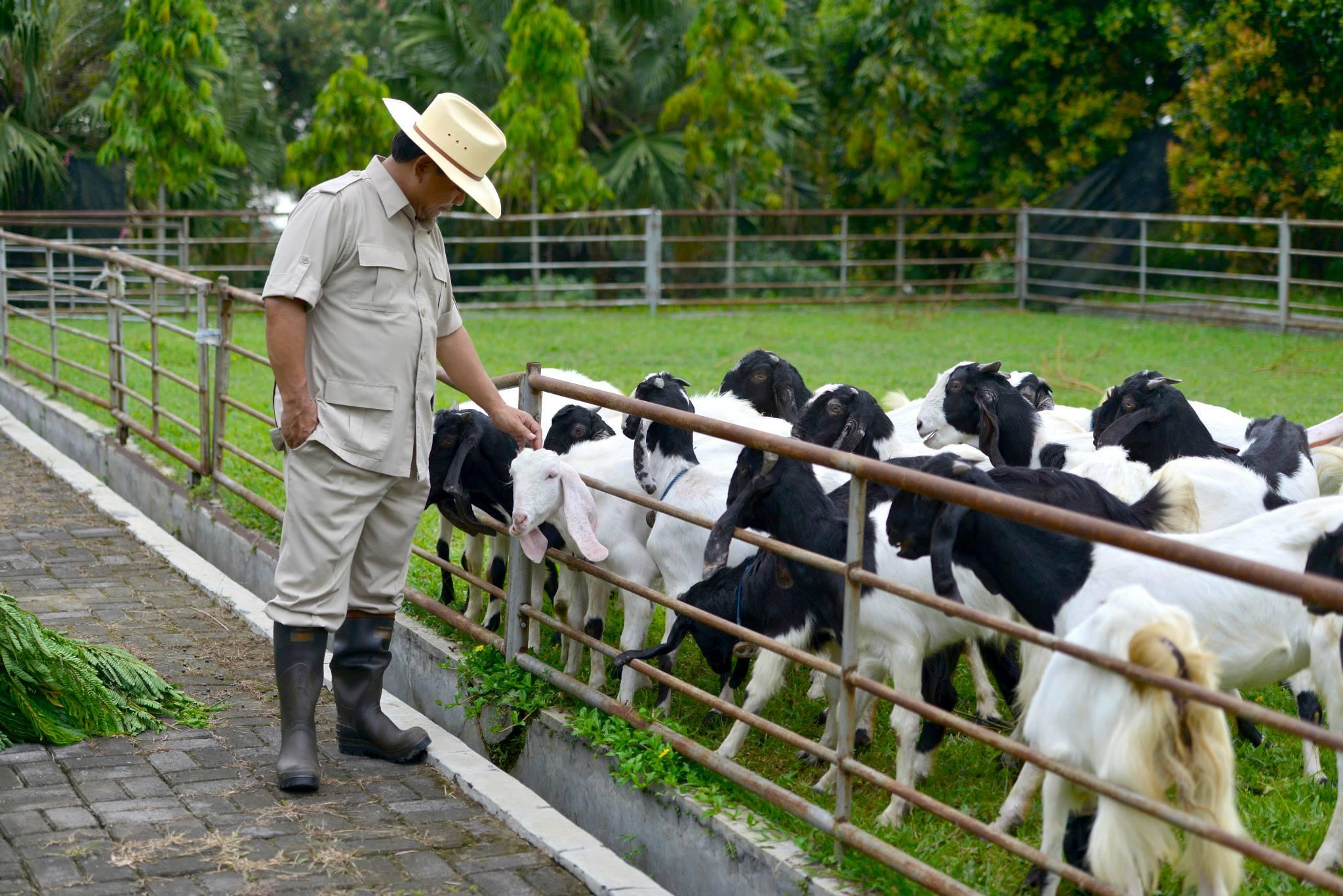 prabowo-dan-ternak-kambing.jpg