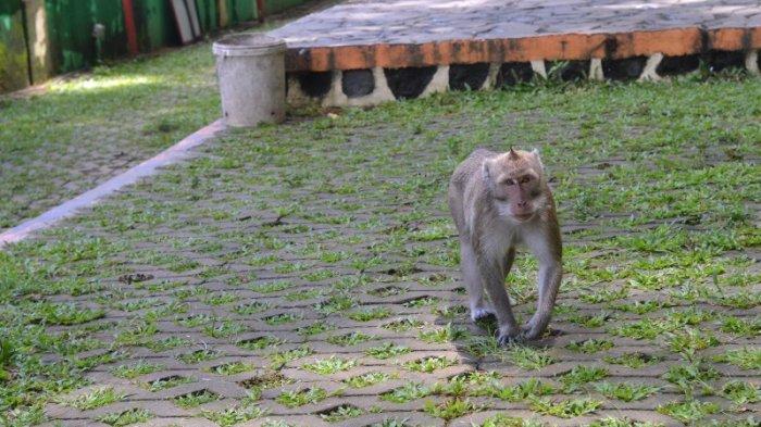 puluhan-kera-ekor-panjang-macaca-fascicularis-di-gunung-tidar-kota-magelang.jpg