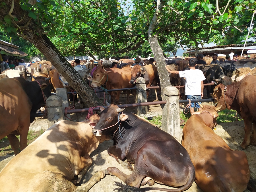 sapi-pasar-hewan-ajibarang-banyumas.jpg