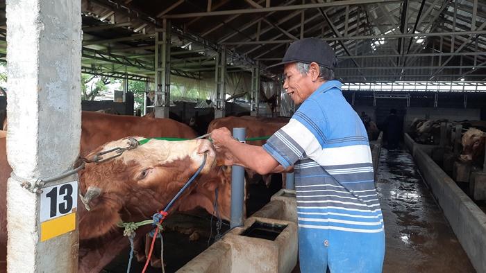 Harga Sapi di Kota Semarang Menjelang Idul Adha, Harga Rp 20 Sampai 25 Juta Paling Dicari