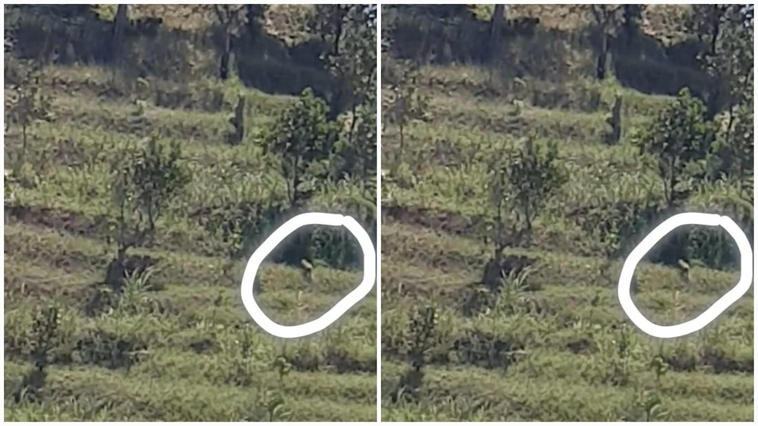 Pengelola Sebut Bukan Macan Tutul, Tetapi Kera di Menganti Kebumen