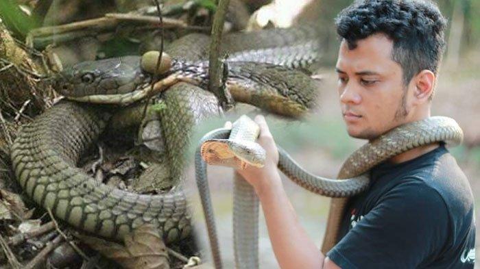 ular-king-kobra-di-kapuas-yang-disebut-tidak-berp.jpg