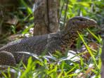 06102025-ilustrasi-biawak.jpg
