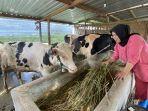 20250520-sapi-ambarawa.jpg