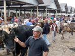 20250521-penjual-sapi-ambarawa.jpg