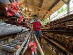 "Mambune Luar Biasa!" Warga Plana Mengadu ke Bupati Banyumas Soal Peternakan Ayam di Area Perumahan