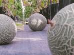 Mencicipi Melon 'Sultan' Golden Kira di Karsadia Farm Baturraden