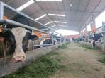 20250803-sapi-banyumas.jpg