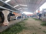 20250803-sapi-unggul-banyumas.jpg