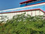 20250806-rpu-brebes-mangkrak.jpg