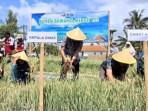 20251011-panen-bawang-merah-cilacap.jpg