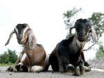 Anak-kambing-saya-1.jpg