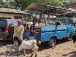 Ojek-hewan-kurban-di-pasar-wage-mayong-kebanjiran-order-jelang-iduladha.jpg