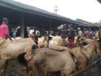 Ditemukan Sejumlah Hewan Kurban Belum Cukup Umur dan Hamil di Batang, Penjual tak Amanah?