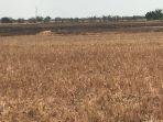banyumas/Sawah-kering-Demak.jpg