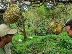 berfoto-di-kebun-buah-durian-antapsari-rajawetan.jpg