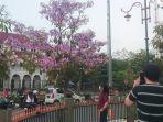 Anggun! Bunga Tabebuya di Jalan Protokol Kota Tegal Bermekaran