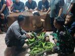 curi-pisang-okke.jpg