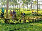 kebun-teh-panama.jpg
