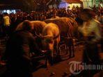 kirab-kebo-bule-kirab-malam-1-suro-di-keraton-solo-5-november-2013.jpg