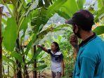 ladang-salak-banjarnegara.jpg