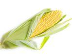 menanam-jagung.jpg