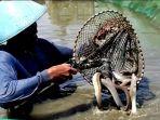 panen-ikan-sidat-di-desa-kaliwungu-kedungreja-cilacap-sabtu-5112022.jpg