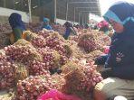 Harga Bawang Merah Brebes Anjlok, Tinggal Rp8 Ribu/Kg. ABMI Minta Bulog Serap Hasil Panen Petani