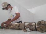 penemuan-fosil-gading-gajah-stegodon-di-kudus-kamis-2482023.jpg