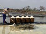 petani-garam-kedungmalang-jepara-panen-rabu-11122024.jpg