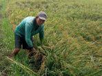 Cegah Harga Gabah Anjlok akibat Cuaca Ekstrem, Petani Kendal Ikat Tanaman Padi agar Tak Rebah