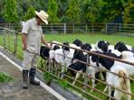 prabowo-dan-ternak-kambing.jpg