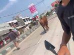 Sapi Kurban di Tegal Lepas dan Lari ke Jalan Pantura saat Diturunkan dari Mobil
