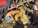 sapi-terperosok-banyumas.jpg