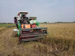 tanaman-padi-di-lahan-tidur-kudus.jpg