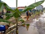 Jalan Rusak Tak Kunjung Diperbaiki, Warga Desa Dawuhan Brebes Nekat Tanami Pohon Pisang