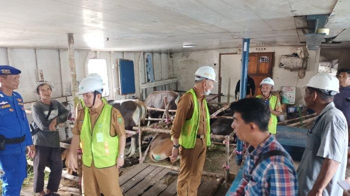 Stok Sapi Melimpah, Natuna Jadi Pemasok Hewan Kurban di Kepri