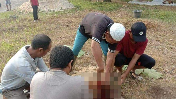 Jelang Idul Adha 2021, Jumlah Hewan Kurban di Masjid Azzulfa Lingga Menurun