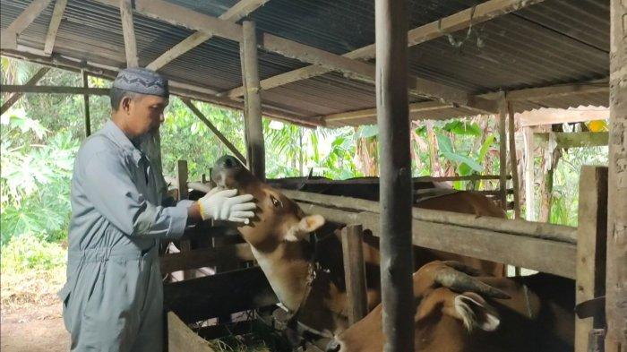 STOK Cukup, Cek Daftar Harga Hewan Kurban di Lingga Jelang Idul Adha 1444 Hijriah