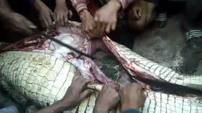 Detik-detik Perut Buaya Dibelah, Warga Histeris Melihat Jasad Anak di Dalamnya