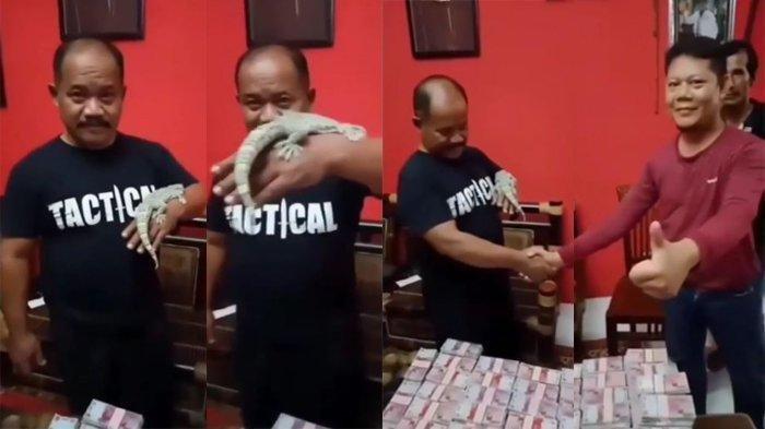 Viral Warga Temukan Tokek Panjang 45 Cm, Berhasil Dijual Seharga Rp 10 Miliar, Dibeli Secara Tunai