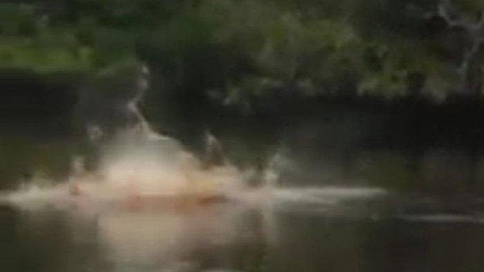 Anak-anak Dilarang Keluar, Puluhan Buaya Muara Teror Warga Teluk Dalam Jambi saat Malam Hari