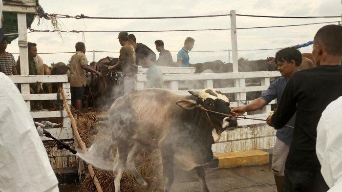 Polemik Bantuan Kementan, Oknum Ormas Rampas Sapi Peternak Bawa Nama Kadis