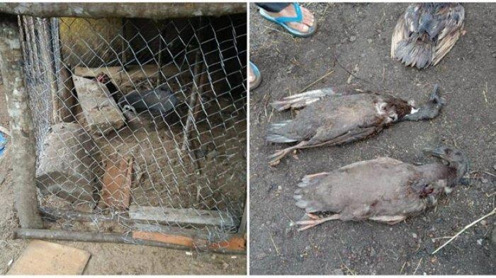 Terekam Kamera, Misteri Pengisap Darah Ratusan Ternak di Tapanuli Utara Diduga Mahluk Ini
