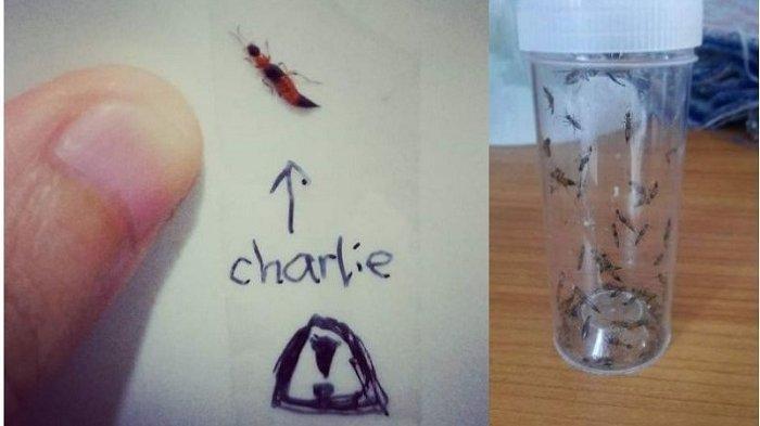 Semut Charlie (Tomcat) Serangga Beracun, Bikin Kulit Melepuh, Cara Obati Jangan Dioles Odol