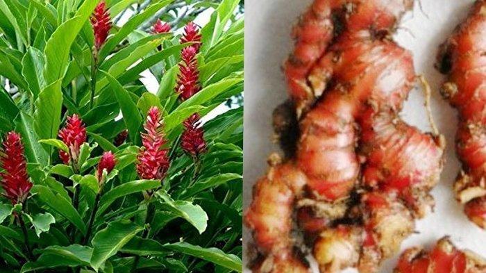 INFO SEHAT HARI INI - Sederet Khasiat Jahe Merah untuk Kesehatan